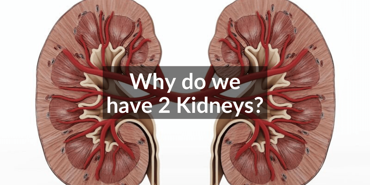 Why do we have 2 Kidneys?