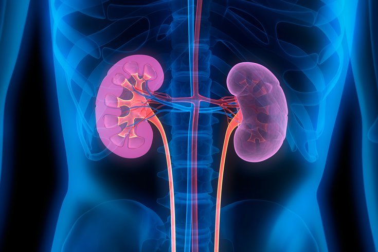 Why Kidneys Are Critical To Our Health And Wellbeing ...