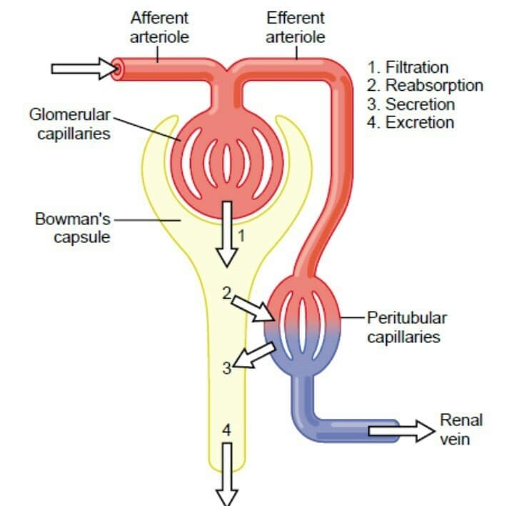 with the help of diagram explain the process of urine formation in ...