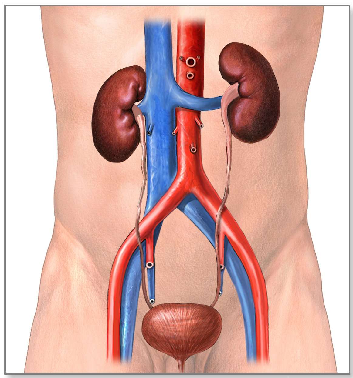 how-many-kidneys-do-you-need-to-live-healthykidneyclub